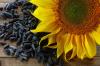 6 keuntungan bunga matahari biji