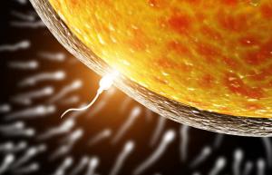Ovum memilih sperma untuk fertilisasi, dan bukan sebaliknya: para ilmuwan