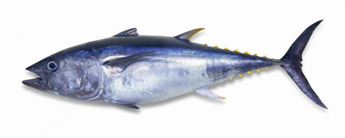 tuna sirip biru