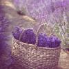 Taman lavender: lokasi baru untuk pemotretan dibuka di dekat Kiev