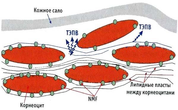 Struktur humektan dari stratum korneum. Air di stratum korneum dengan tenang berjalan, tetapi hanya antara lapisan lipid, dan air yang tersisa dipertahankan NMF dan keratin. Seperti yang saya katakan di atas, kelembaban - mekanisme yang agak rumit