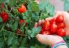 6 manfaat tomat untuk kesehatan yang mengejutkan