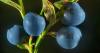 7 alasan untuk makan blueberry