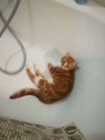 Laporan dari "ahli" tentang bahaya sering mencuci kucing saya mungkin akan setuju :))