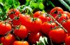 Cara mengenalkan tomat dengan benar ke dalam makanan anak-anak