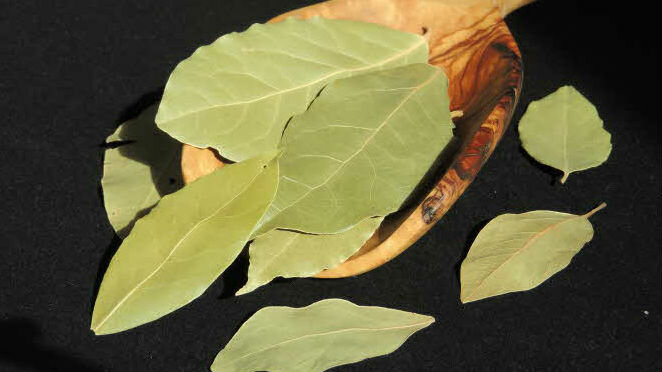 Bay leaf - daun salam