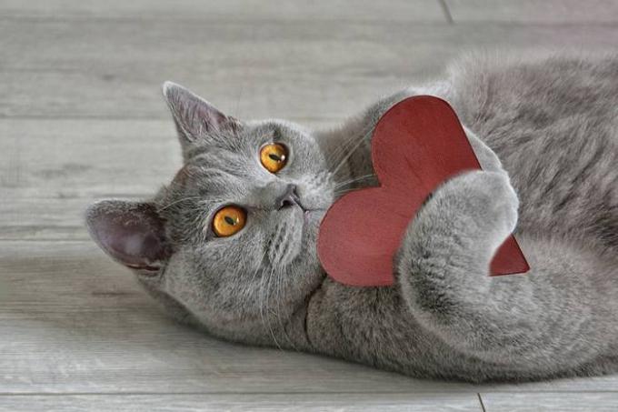 15 fakta tentang kucing yang membuat mereka bahkan lebih banyak cinta