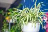 7 tanaman hias untuk udara bersih sempurna di rumah