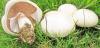 Seperti jamur mempengaruhi umur panjang