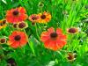 8 tanaman keras yang akan menghiasi situs Anda sepanjang musim panas