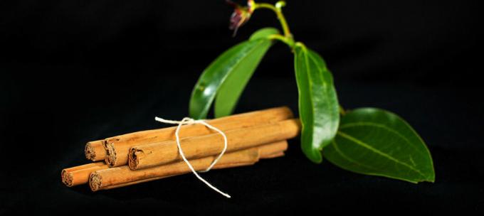 Ceylon cinnamon - kayu manis seylon