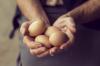 Semua yang Ingin Anda Ketahui Tentang Telur Ayam: 5 Fakta Penting