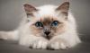 Kototerapiya: penyembuhan sifat-sifat kucing