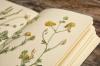 5 rahasia cara mengumpulkan herbarium musim panas bersama anak